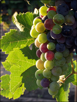 20120528-wine Grapes_during_pigmentation.jpg